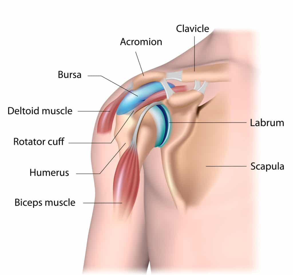 anatomy of the shoulder, with arm bone, joints, muscles and labels